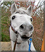 Scar the Quarter Horse, Arabian Horse