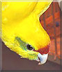 Muta the Kakariki