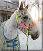 Johnny Depp the Appaloosa horse