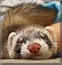 Bubba the Ferret