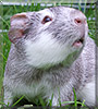 Josh the Guinea Pig