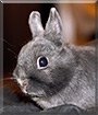 Misaki the American Polish Rabbit