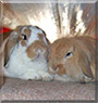Betty, Barney the Lop lionhead and Lop rabbits