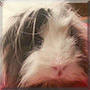 Wolly the Guinea Pig