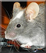 Hobbles the Broken blue mouse