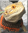 Toothless the Bearded Dragon