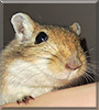 Shisuka the Gerbil