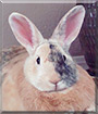 Ninja the Rabbit