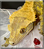 Fabio the Crested Gecko