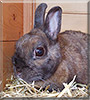 Horst the Dwarf Rabbit