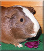 Darwynn the Guinea Pig