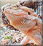 Archie the Bearded Dragon
