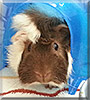 Henry the Abyssinian Guinea Pig