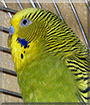 Jack the Budgerigar