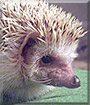 Pinde the African Pigmy Hedgehog