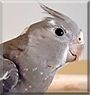 Callie the White faced Cockatiel