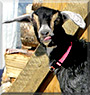Hope the Oberhasli, Nubian Goat