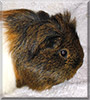 Lilly the Longhair Guinea Pig