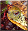 Professor Sprinkles the North American Box Turtle