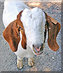 Chance the Boer Goat