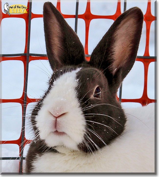 Lily, the Pet of the Day