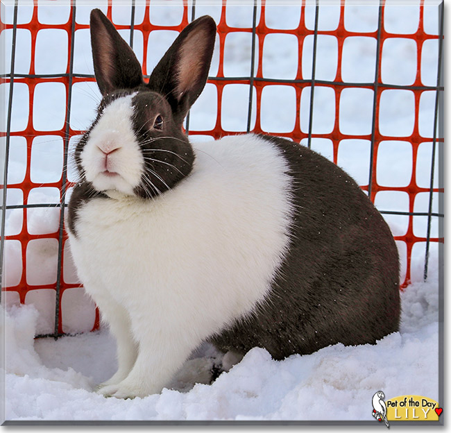 Lily, the Pet of the Day Lily, the Pet of the Day