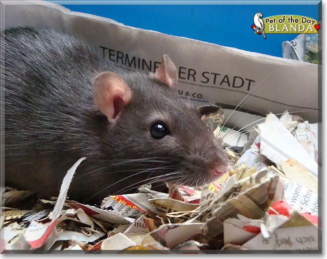 Blanda, the Pet of the Day Blanda, the Pet of the Day