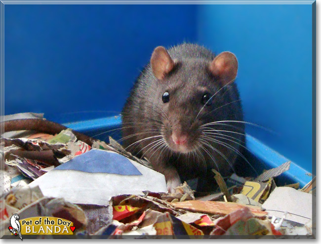 Blanda, the Pet of the Day Blanda, the Pet of the Day
