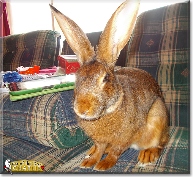 Charlie, the Pet of the Day Charlie, the Pet of the Day
