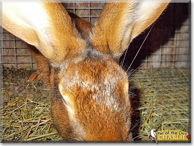 Charlie, the Pet of the Day Charlie, the Pet of the Day