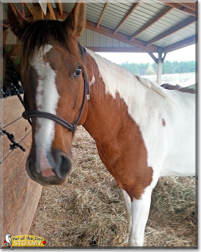 Stormy, the Pet of the Day Stormy, the Pet of the Day