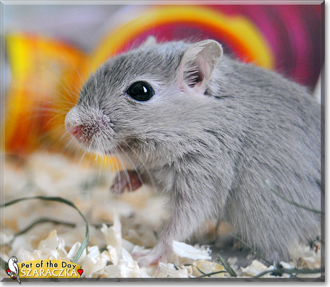 Szaraczka, the Pet of the Day Szaraczka, the Pet of the Day