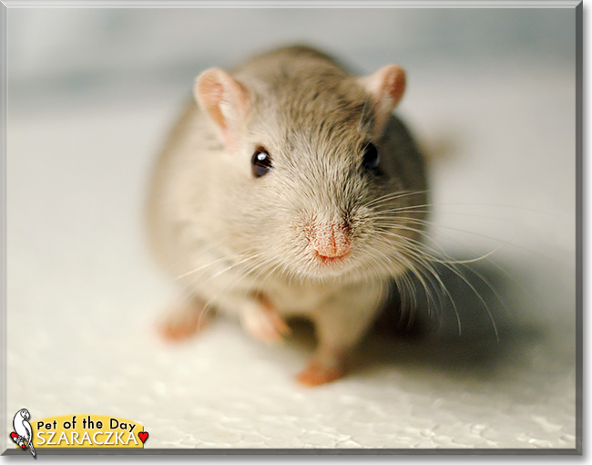 Szaraczka, the Pet of the Day Szaraczka, the Pet of the Day