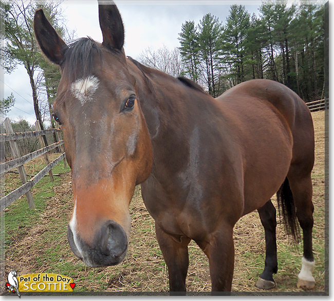 Scotty, the Pet of the Day Scotty, the Pet of the Day