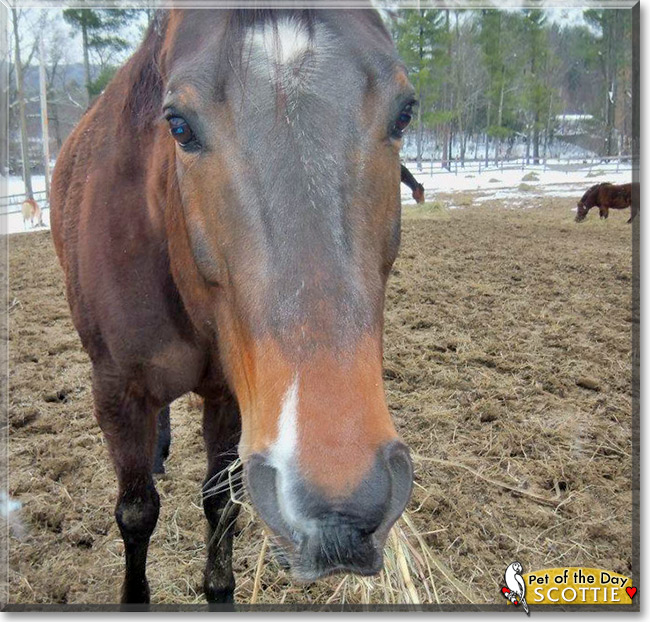 Scotty, the Pet of the Day Scotty, the Pet of the Day