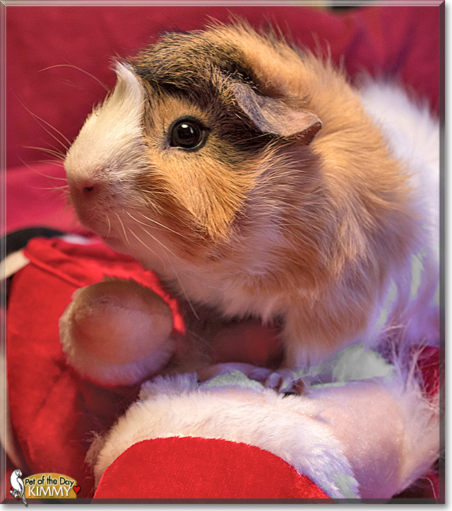 Kimmy, the Pet of the Day Kimmy, the Pet of the Day