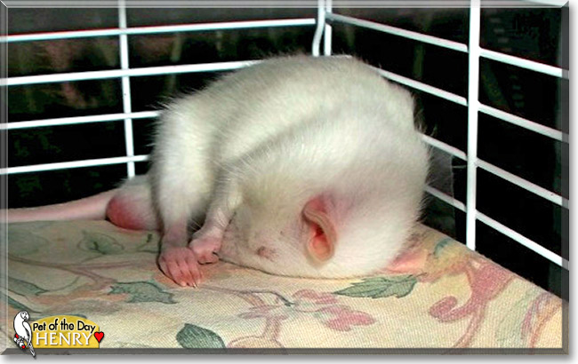 Henry, the Pet of the Day Henry, the Pet of the Day