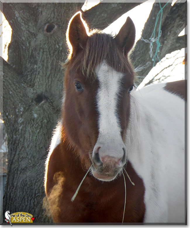 Aspen, the Pet of the Day Aspen, the Pet of the Day