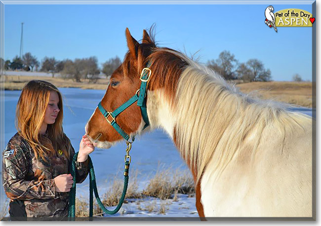 Aspen, the Pet of the Day Aspen, the Pet of the Day