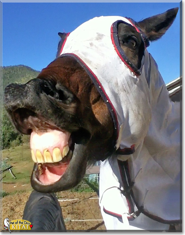 Kitai, the Pet of the Day Kitai, the Pet of the Day