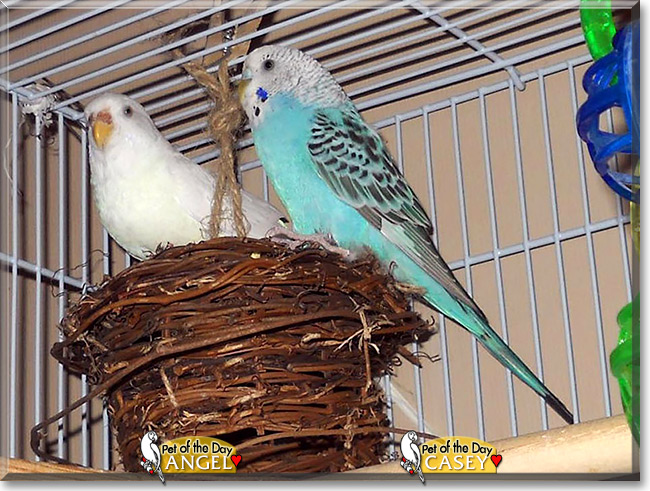 Angel & Casey, the Pet of the Day Angel & Casey, the Pet of the Day