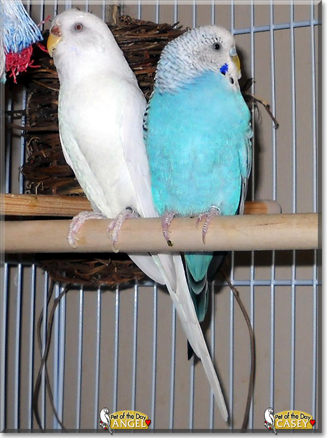 Angel & Casey, the Pet of the Day Angel & Casey, the Pet of the Day