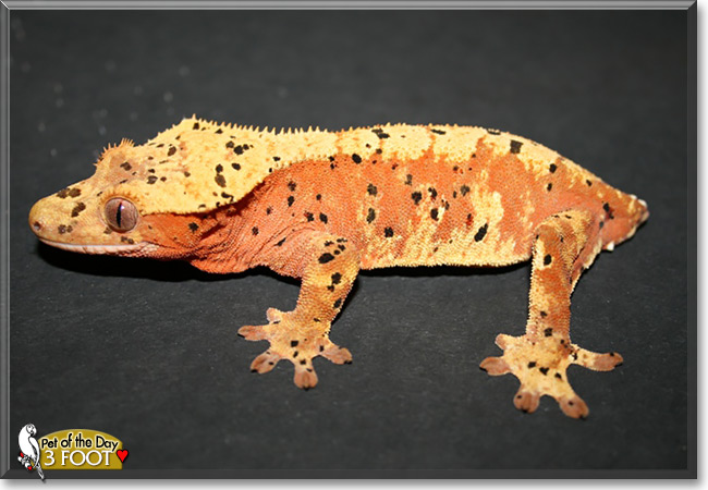 3 Foot, the Pet of the Day 3 Foot, the Pet of the Day