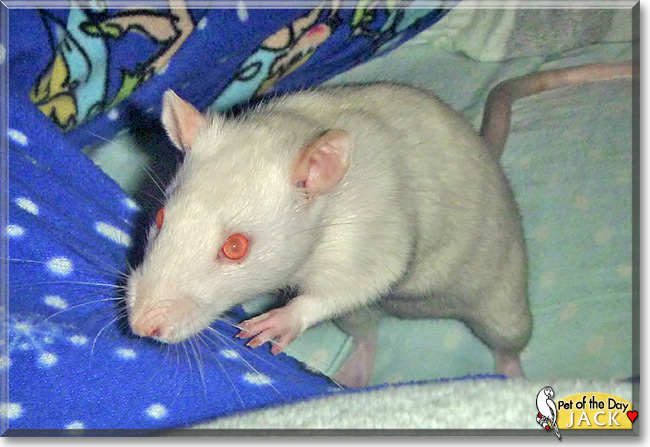 Jack, the Pet of the Day Jack, the Pet of the Day