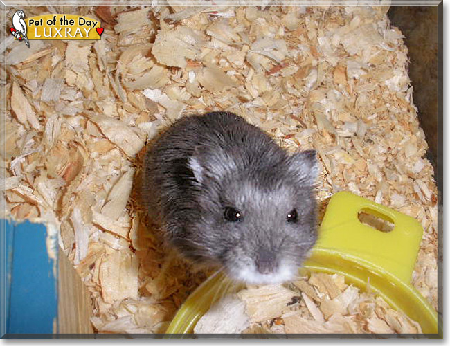 Luxray, the Pet of the Day Luxray, the Pet of the Day