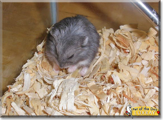 Luxray, the Pet of the Day Luxray, the Pet of the Day
