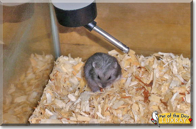 Luxray, the Pet of the Day Luxray, the Pet of the Day