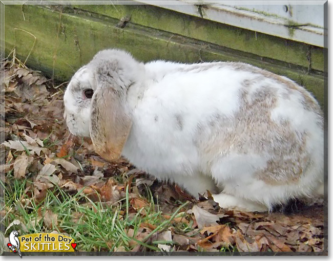 Skittles, the Pet of the Day Skittles, the Pet of the Day