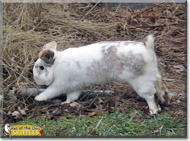 Skittles, the Pet of the Day Skittles, the Pet of the Day