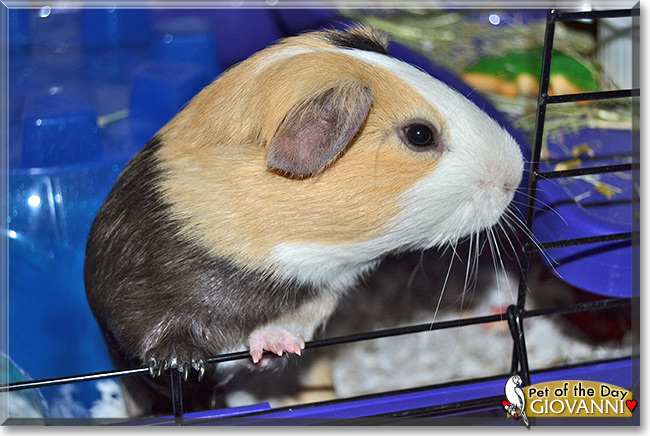 Giovanni, the Pet of the Day Giovanni, the Pet of the Day